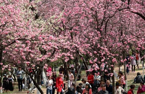 Flores de cerezo en Kunming, provincia de Yunnan de China