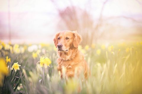 Labrador en feild