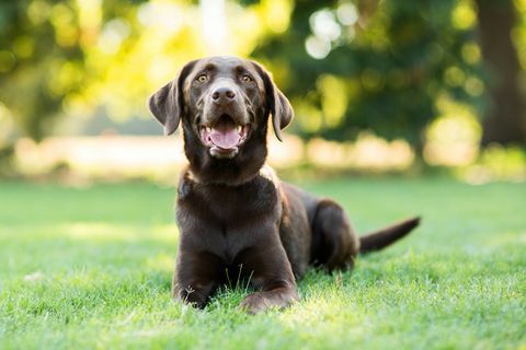 Perro labrador chocolate tirado en el césped al aire libre