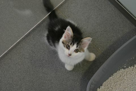 Rescata gatos que buscan un nuevo hogar - rescata un gato