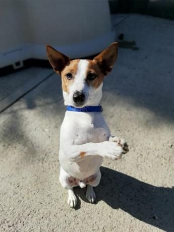 aplausos aplausos para perros de rescate para cuidadores