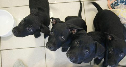 Los perros confían en cachorros