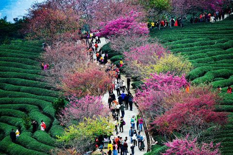 Cerezos en una plantación de té en la ciudad de Yongfu en Longyan, provincia china de Fujian