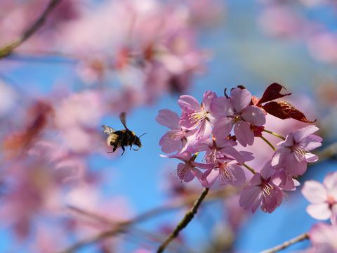 National Trust lanza BlossomWatch para emular el hanami de Japón