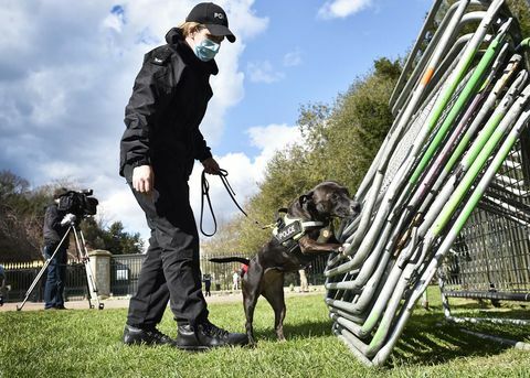 roxy el perro policía de búsqueda