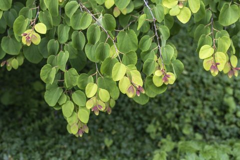 las ramitas colgantes de un árbol katsura con hojas verdes frescas en un jardín de primavera