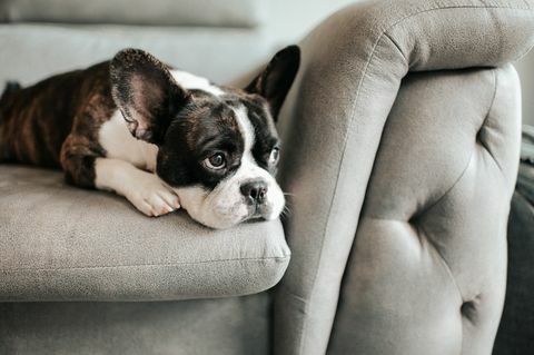 un bulldog francés aburrido acostado y descansando en el sofá mirando hacia afuera