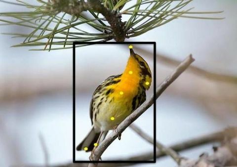 Aquí hay una nueva forma genial de identificar las aves de su patio trasero