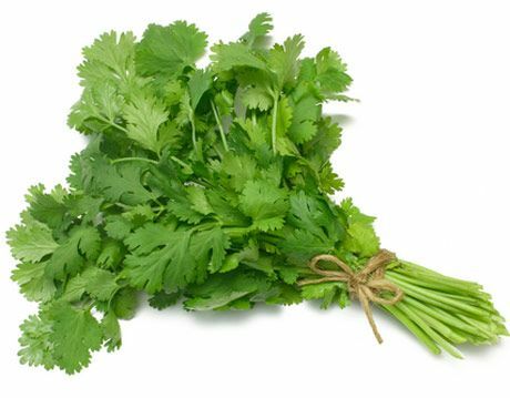 cilantro