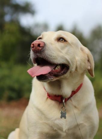 Labrador retriever