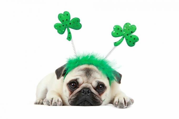 Cachorro de pug cervatillo con diadema del día de San Patricio sobre un fondo blanco.