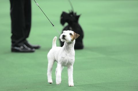 la exposición canina del club canino de westminster " la 140.ª exposición canina anual del club canino de westminster" en madison square jardín en la ciudad de nueva york el martes 16 de febrero de 2016 fotografiado parson russell terrier foto de brad barketusa la red