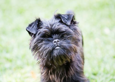 Affenpinscher Puppy