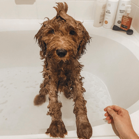 Imágenes de dog bath fun