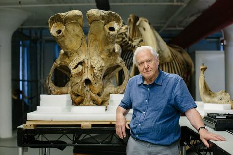 David Attenborough y el gigante elefante gigante