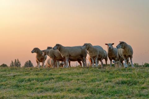 rebaño de ovejas de pie en un campo al atardecer, frisia oriental, baja sajonia, alemania