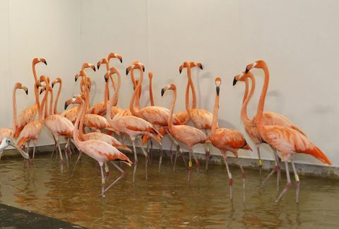 En el zoológico de Miami, los flamencos fueron trasladados a un recinto temporal, al igual que los guepardos y otras aves en el zoológico.