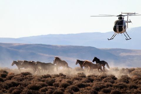 Mustangs en Nevada