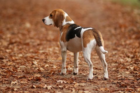 perro beagle en la naturaleza