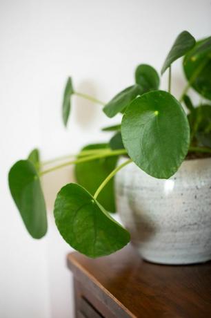 planta de interior en casa