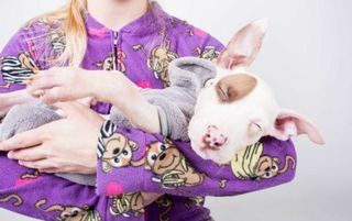 Refugio de animales ofrece pijamadas para perros