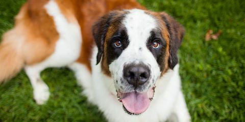 perro de san bernardo