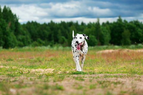 Lindo perro corriendo en el campo