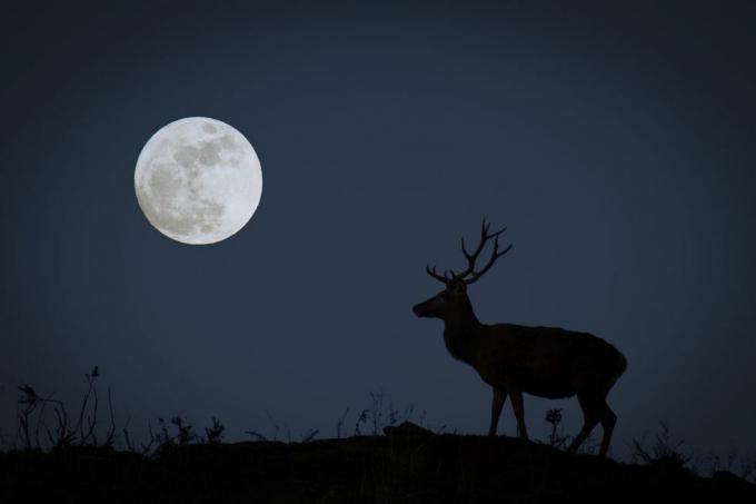 luna llena con ciervo en silueta que representa la luna del cazador de octubre