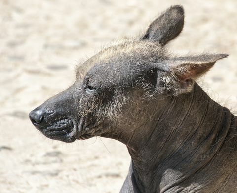 Perro sin pelo peruano