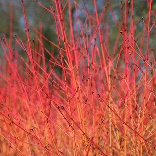 Cornus sanguinea 'Fuego de pleno invierno'