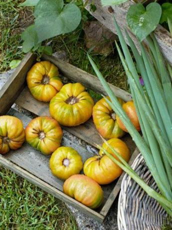 tomates de cosecha propia