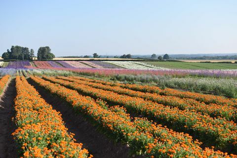 Flores - Pétalos de Shropshire