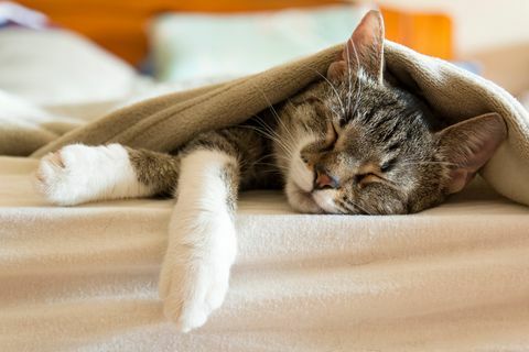 gato duerme en la cama debajo de una manta