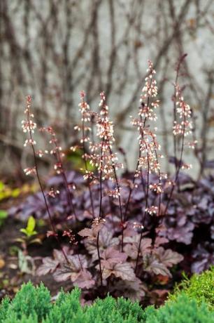 Planta perenne Heuchera micrantha en el jardín de hojas moradas y florecientes flores diminutas