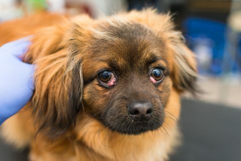 perro con ojo de cereza en la clínica veterinaria