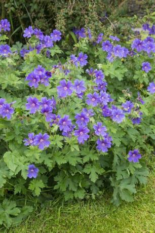 Forma de geranio resistente con flores de color violeta profundo en junio una planta perenne de crecimiento bajo