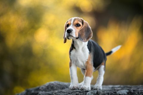 beagle