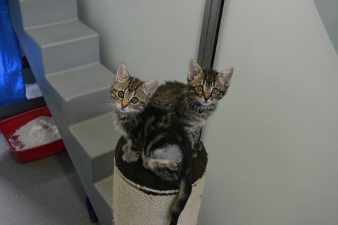 Gatitos abandonados en busca de un nuevo hogar