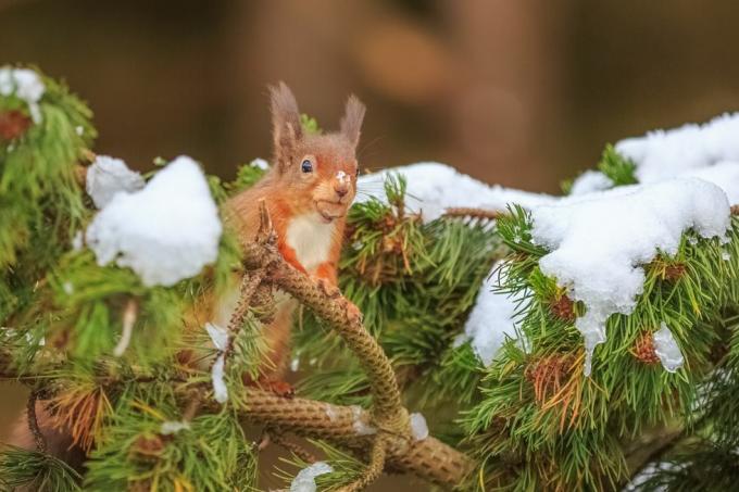 Curiosa ardilla roja en pino