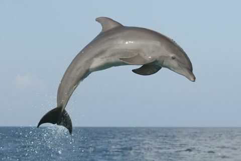 delfines saltando