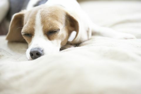 Beagle de bolsillo durmiendo