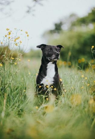 Staffordshire bull terrier retrato