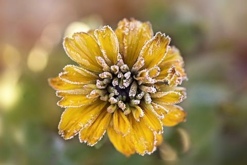 Flor de Rudbeckia amarilla esmerilada también conocida como Coneflower