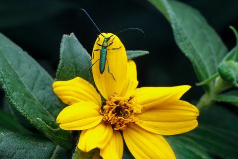 escarabajo de cuernos largos