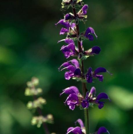 hermosas fotos de flores