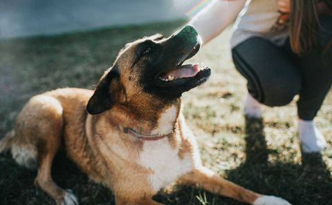 perro mestizo en la hierba