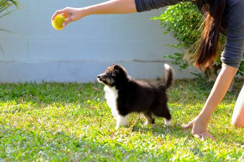 Cachorro en entrenamiento