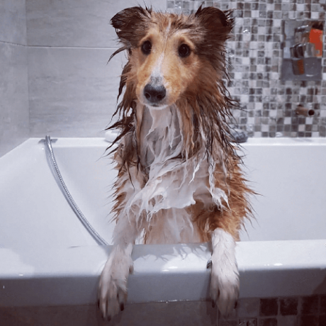 Imágenes de dog bath fun