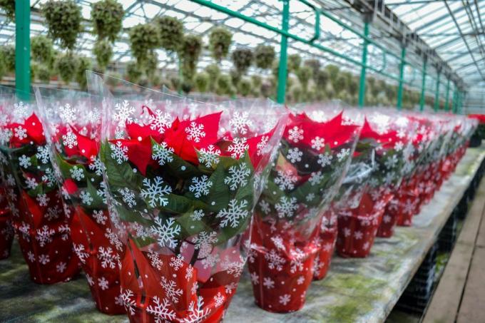 Venta navideña de flores de Pascua de color rojo brillante en envases festivos con copos de nieve. Una gran cantidad de flores en macetas están en el invernadero. Preparaciones navideñas, regalos y decoraciones.