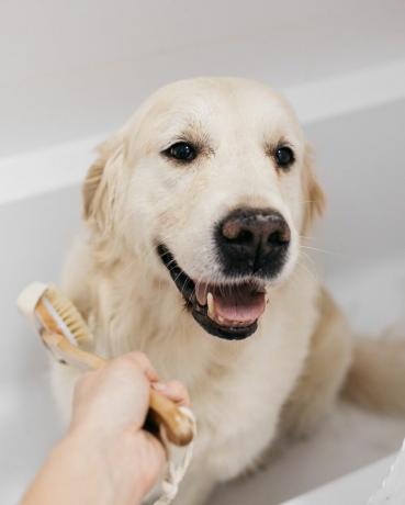 bañar al perro en invierno